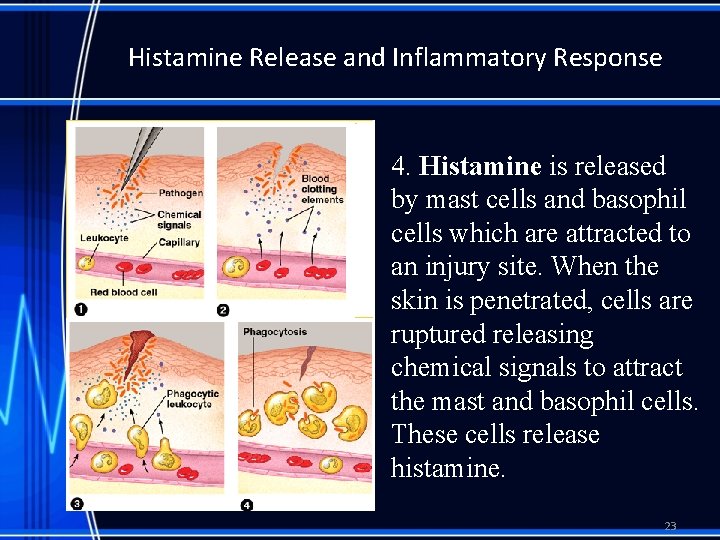 Histamine Release and Inflammatory Response 4. Histamine is released by mast cells and basophil