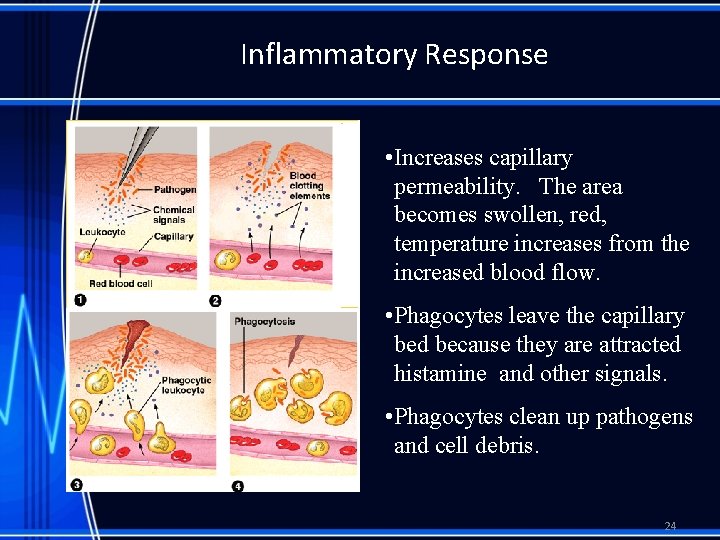 Inflammatory Response • Increases capillary permeability. The area becomes swollen, red, temperature increases from