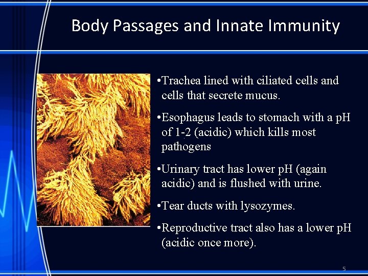 Body Passages and Innate Immunity • Trachea lined with ciliated cells and cells that