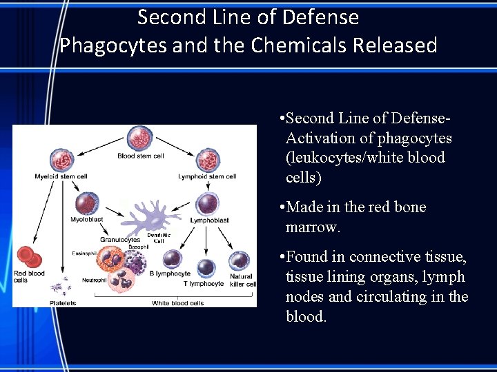 Second Line of Defense Phagocytes and the Chemicals Released • Second Line of Defense.