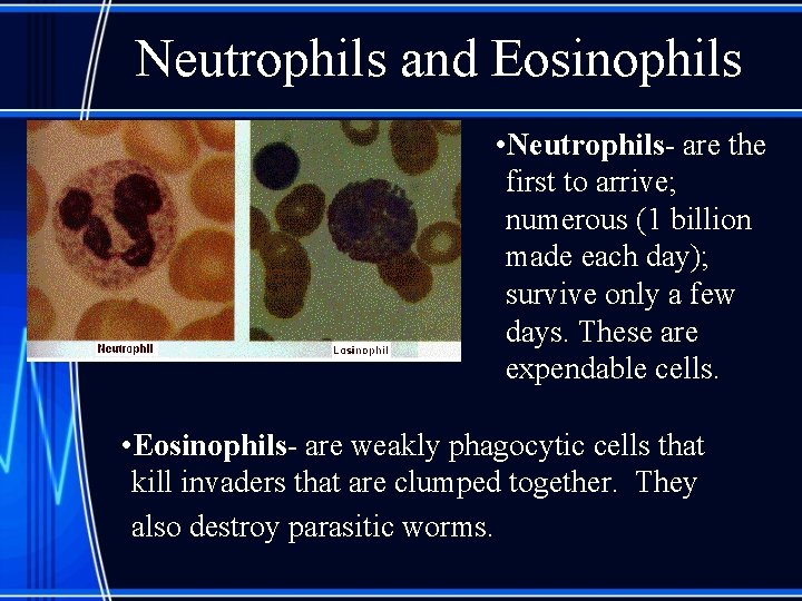 Neutrophils and Eosinophils • Neutrophils- are the first to arrive; numerous (1 billion made