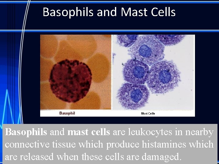 Basophils and Mast Cells Basophils and mast cells are leukocytes in nearby connective tissue