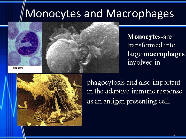 Monocytes and Macrophages Monocytes-are transformed into large macrophages involved in phagocytosis and also important