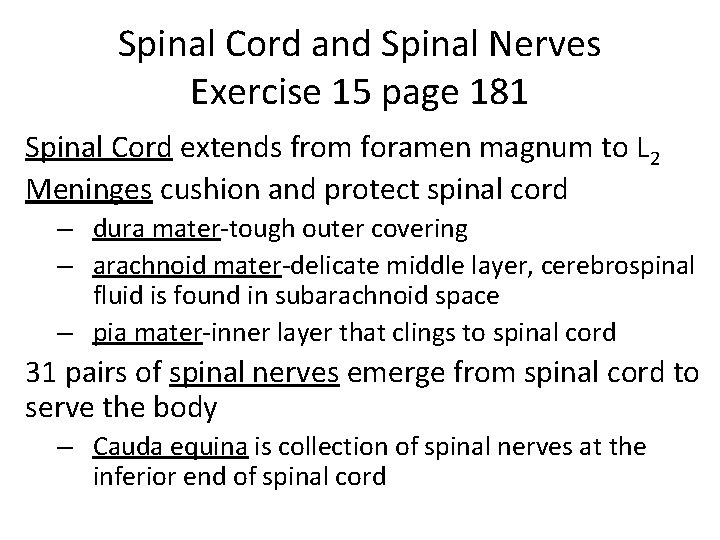 Spinal Cord and Spinal Nerves Exercise 15 page 181 Spinal Cord extends from foramen