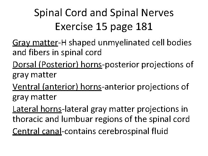 Spinal Cord and Spinal Nerves Exercise 15 page 181 Gray matter-H shaped unmyelinated cell