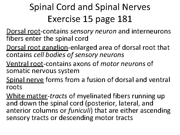 Spinal Cord and Spinal Nerves Exercise 15 page 181 Dorsal root-contains sensory neuron and