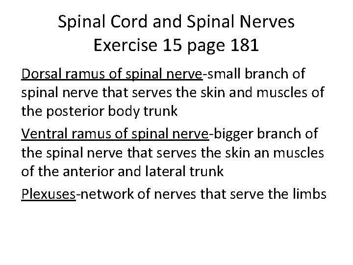 Spinal Cord and Spinal Nerves Exercise 15 page 181 Dorsal ramus of spinal nerve-small