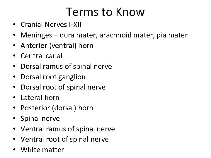 Terms to Know • • • • Cranial Nerves I-XII Meninges – dura mater,