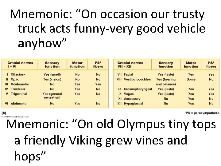 Mnemonic: “On occasion our trusty truck acts funny-very good vehicle anyhow” Mnemonic: “On old