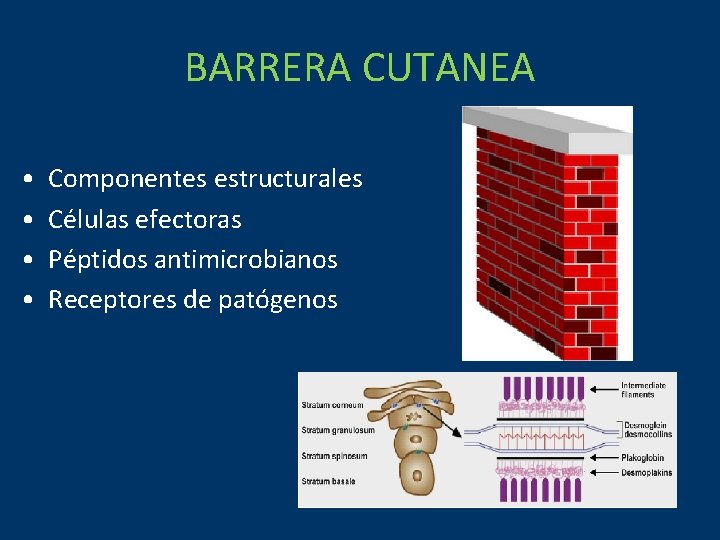 BARRERA CUTANEA • • Componentes estructurales Células efectoras Péptidos antimicrobianos Receptores de patógenos 