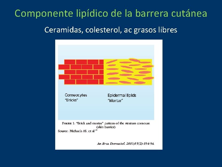 Componente lipídico de la barrera cutánea Ceramidas, colesterol, ac grasos libres 