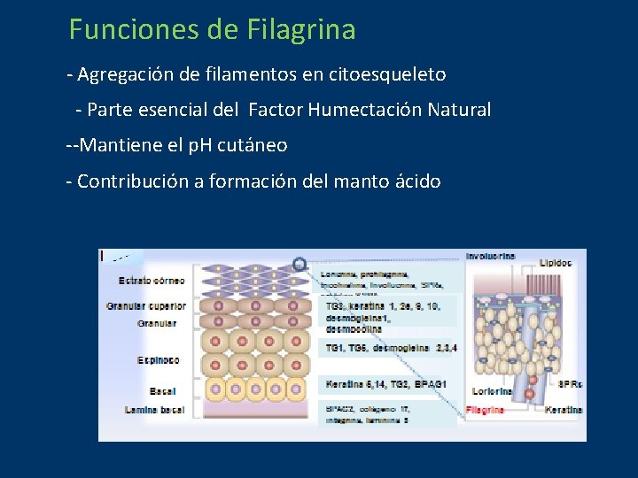 Funciones de Filagrina - Agregación de filamentos en citoesqueleto - Parte esencial del Factor