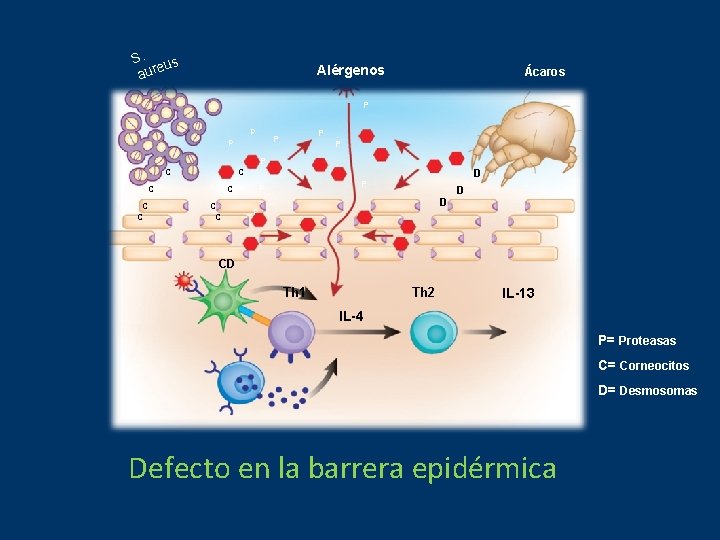 S. us aure Alérgenos Ácaros P P P P C C C C D