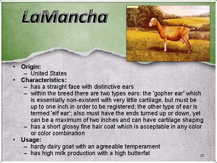 La. Mancha • Origin: – United States • Characteristics: – has a straight face