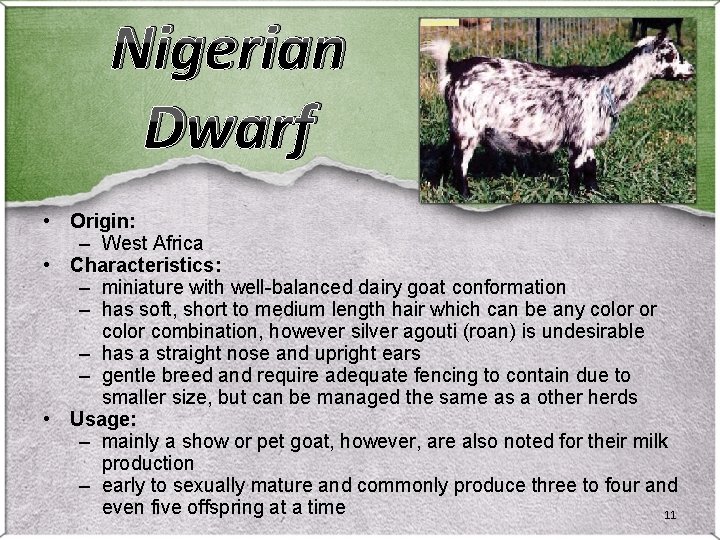 Nigerian Dwarf • Origin: – West Africa • Characteristics: – miniature with well-balanced dairy