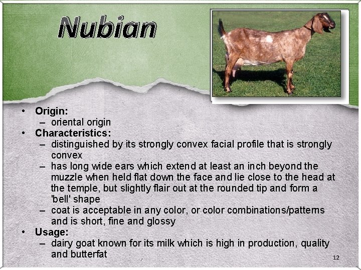 Nubian • Origin: – oriental origin • Characteristics: – distinguished by its strongly convex