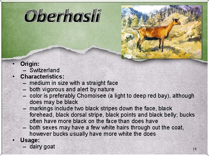 Oberhasli • Origin: – Switzerland • Characteristics: – medium in size with a straight