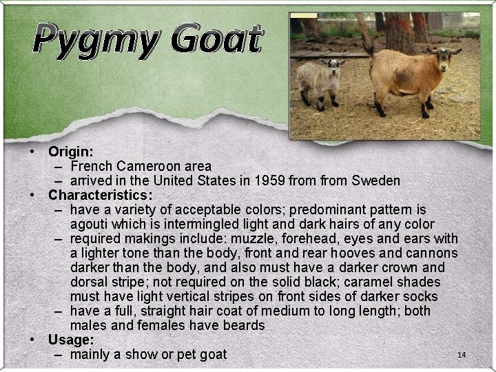 Pygmy Goat • Origin: – French Cameroon area – arrived in the United States