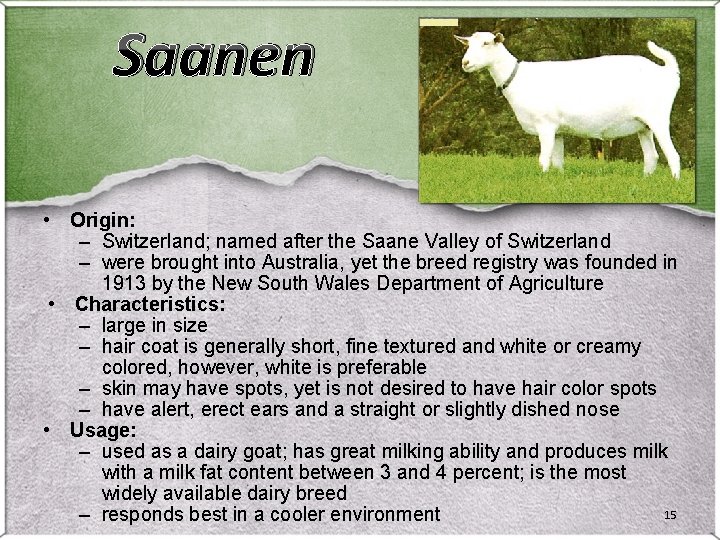 Saanen • Origin: – Switzerland; named after the Saane Valley of Switzerland – were