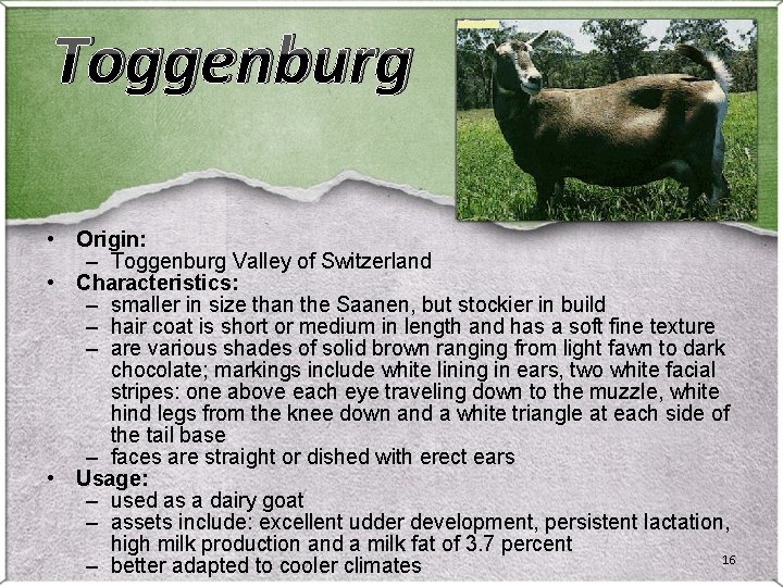 Toggenburg • Origin: – Toggenburg Valley of Switzerland • Characteristics: – smaller in size