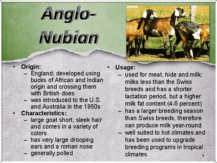 Anglo. Nubian • Origin: • Usage: – England; developed using – used for meat,