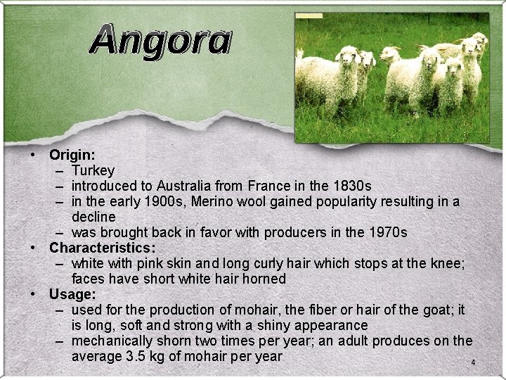 Angora • Origin: – Turkey – introduced to Australia from France in the 1830
