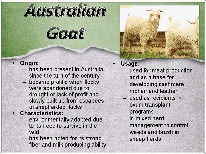 Australian Goat • Origin: – has been present in Australia since the turn of