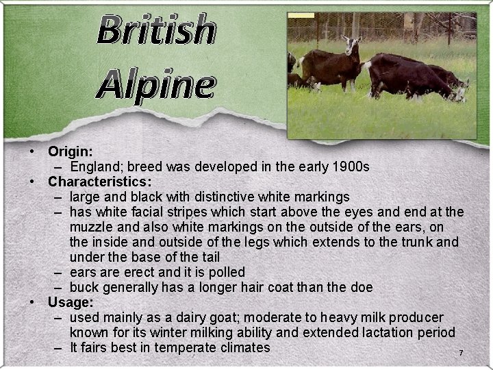 British Alpine • Origin: – England; breed was developed in the early 1900 s