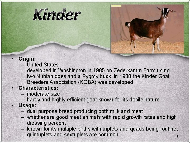 Kinder • Origin: – United States – developed in Washington in 1985 on Zederkamm