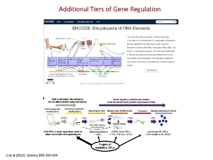 Additional Tiers of Gene Regulation Li et al (2016) Science 352: 600 -604 