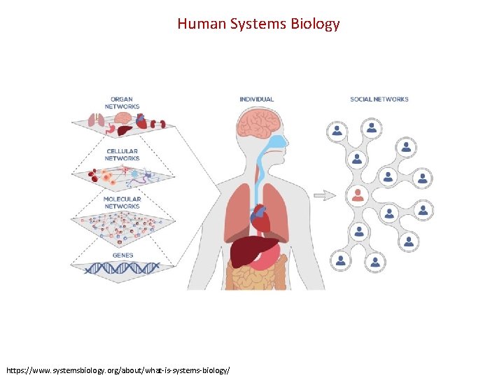 Human Systems Biology https: //www. systemsbiology. org/about/what-is-systems-biology/ 