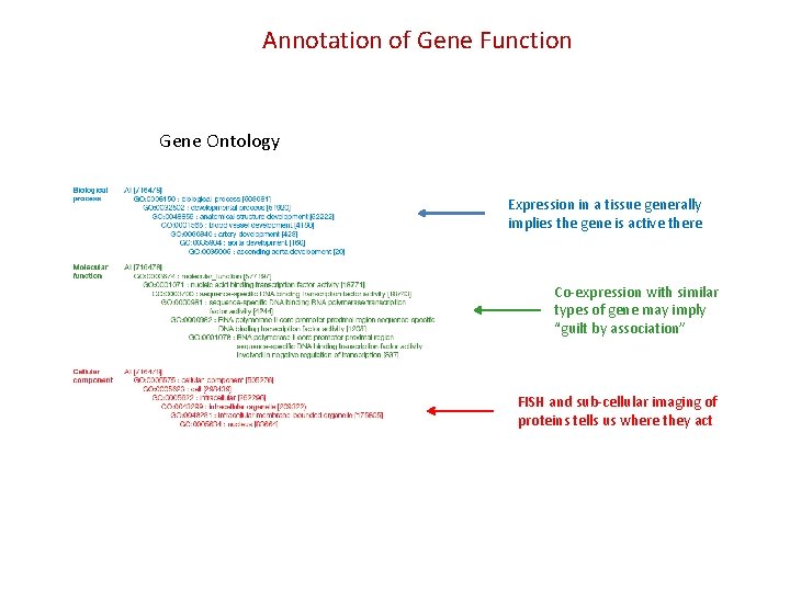 Annotation of Gene Function Gene Ontology Expression in a tissue generally implies the gene