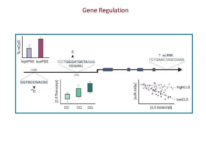 Gene Regulation 