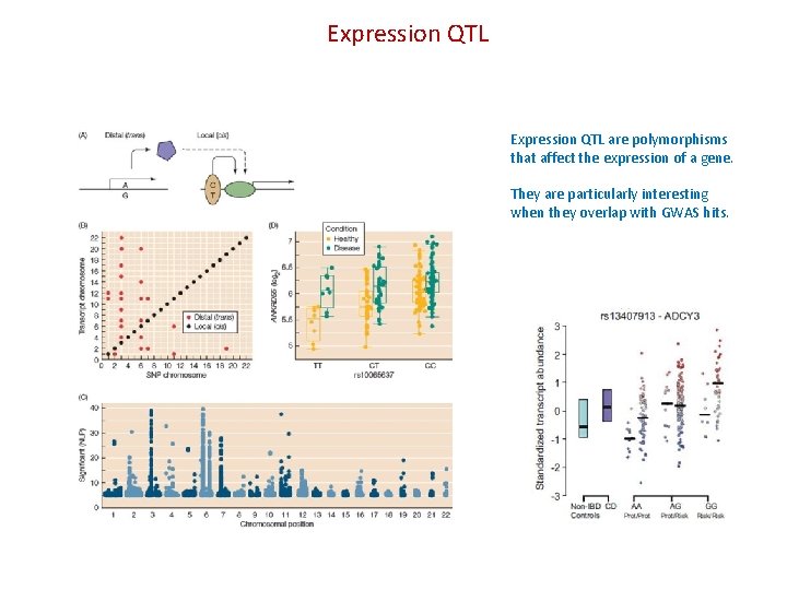 Expression QTL are polymorphisms that affect the expression of a gene. They are particularly