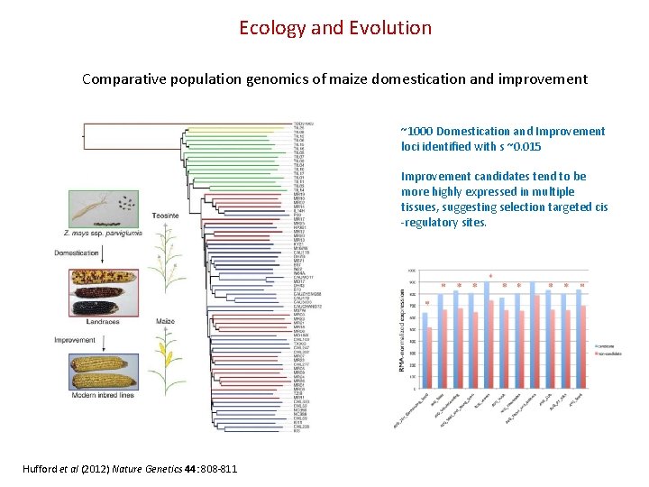 Ecology and Evolution Comparative population genomics of maize domestication and improvement ~1000 Domestication and