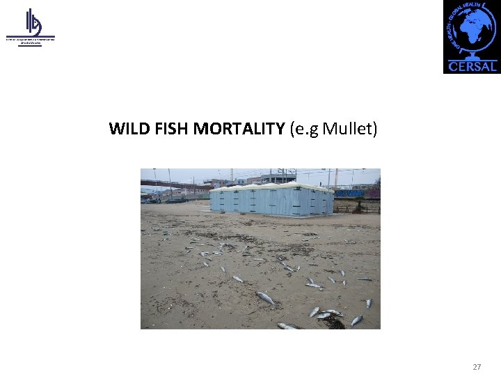 WILD FISH MORTALITY (e. g Mullet) 27 