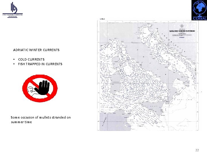 ADRIATIC WINTER CURRENTS • COLD CURRENTS • FISH TRAPPED IN CURRENTS Some occasion of