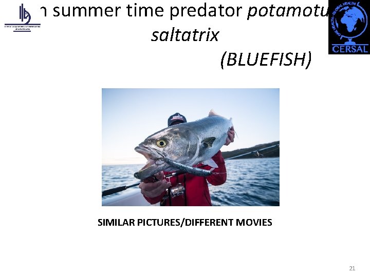 In summer time predator potamotus saltatrix (BLUEFISH) SIMILAR PICTURES/DIFFERENT MOVIES 21 