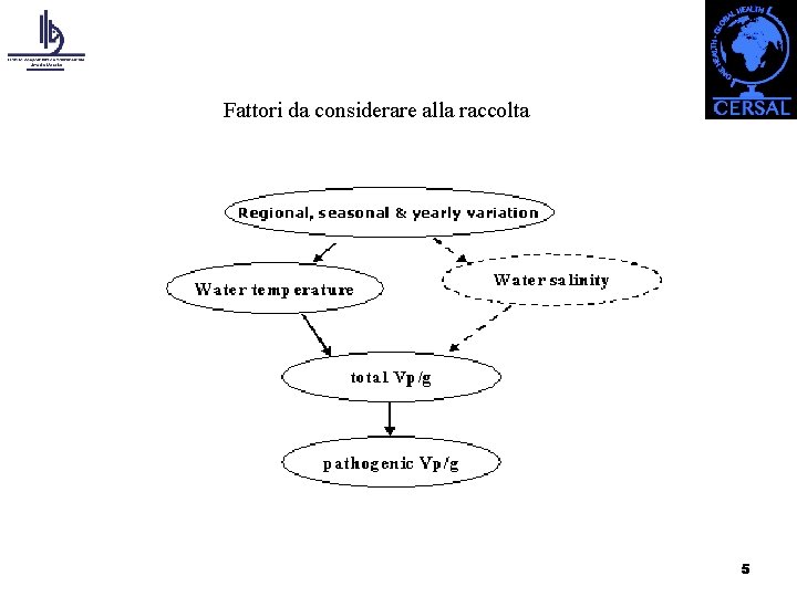 Fattori da considerare alla raccolta 5 