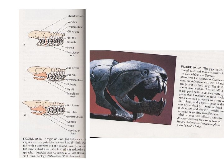 Diversity of marine animals and extinction events over