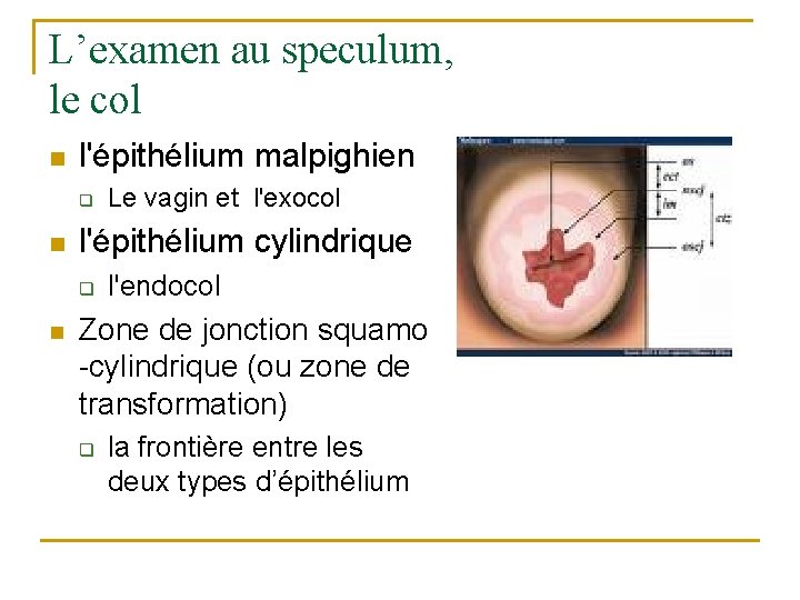 L’examen au speculum, le col n l'épithélium malpighien q n l'épithélium cylindrique q n