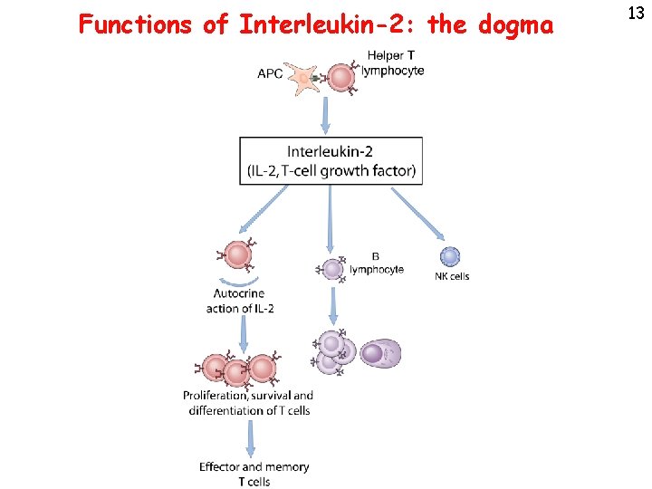 Functions of Interleukin-2: the dogma 13 