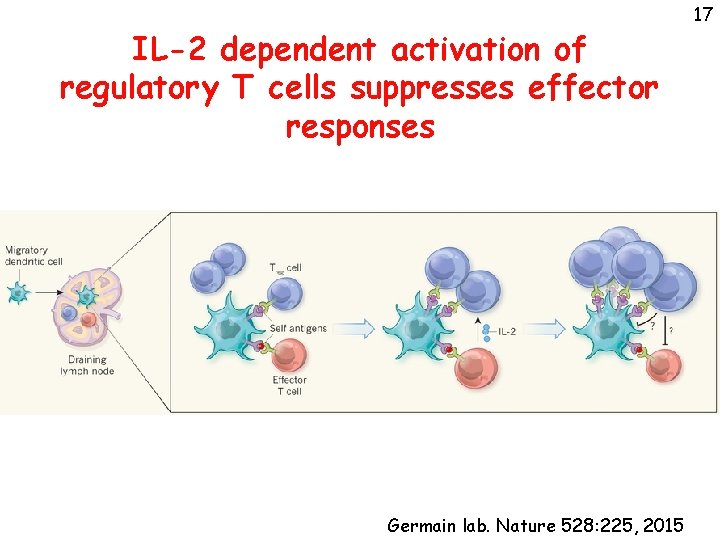 IL-2 dependent activation of regulatory T cells suppresses effector responses Germain lab. Nature 528: