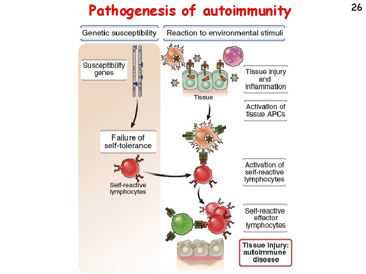 Pathogenesis of autoimmunity 26 