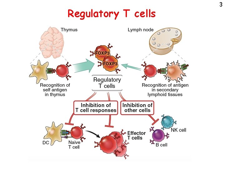 Regulatory T cells 3 