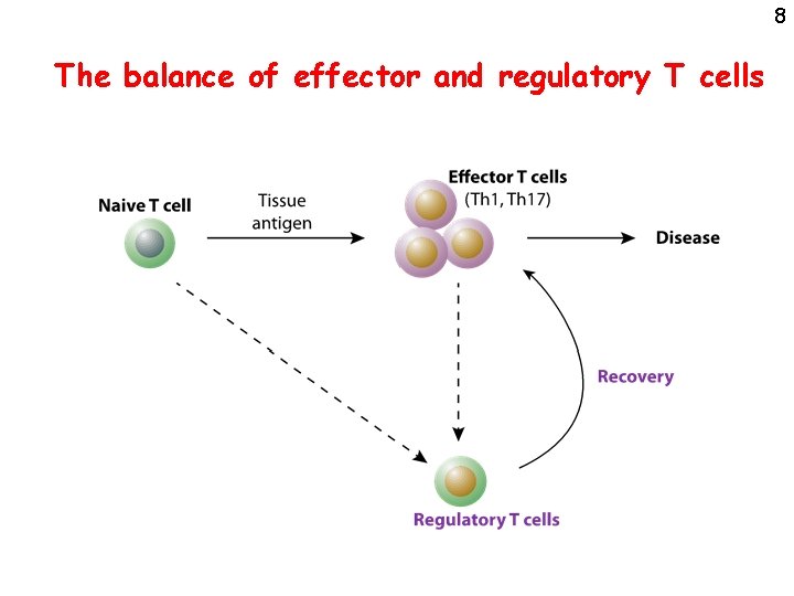 8 The balance of effector and regulatory T cells 