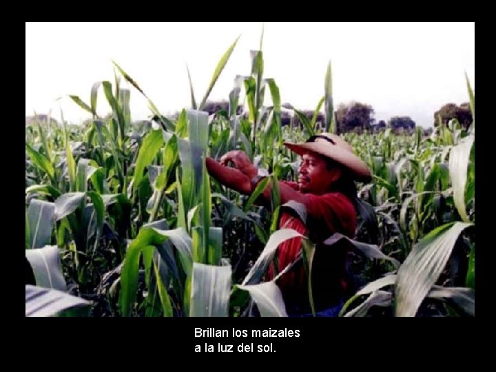 Brillan los maizales a la luz del sol. 