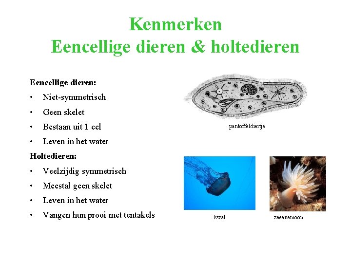 Kenmerken Eencellige dieren & holtedieren Eencellige dieren: • Niet-symmetrisch • Geen skelet • Bestaan Kenmerken Eencellige dieren & holtedieren Eencellige dieren: • Niet-symmetrisch • Geen skelet • Bestaan