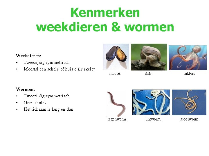 Kenmerken weekdieren & wormen Weekdieren: • Tweezijdig symmetrisch • Meestal een schelp of huisje