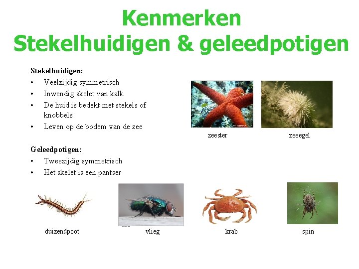 Kenmerken Stekelhuidigen & geleedpotigen Stekelhuidigen: • Veelzijdig symmetrisch • Inwendig skelet van kalk •